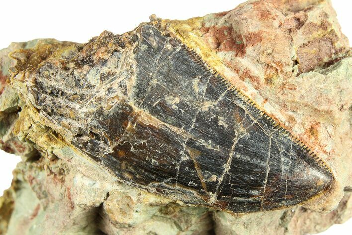 Carcharodontosaurus Tooth In Rock - Dekkar Formation, Morocco #299132